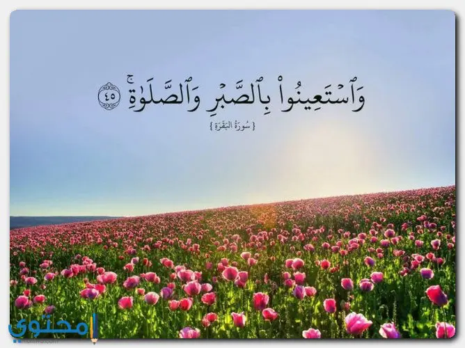 ايات قرانية قصيرة جدا مكتوبة موقع محتوى