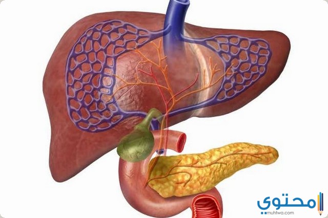 افضل علاج التهاب المرارة والقولون للتخلص منه سريعا مختلفون