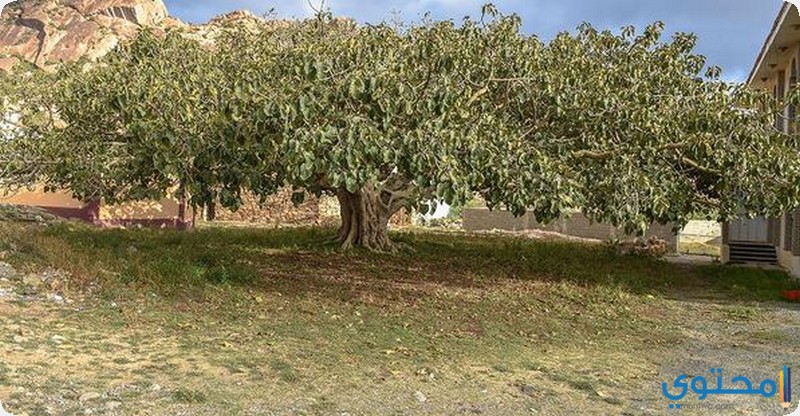 اشجار التالق