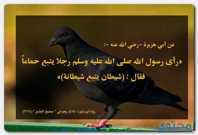 حكم تربية الحمام في الشرع موقع محتوى