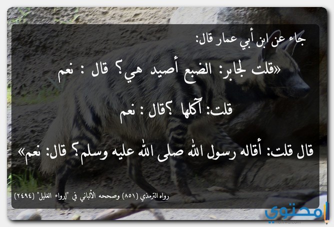 حكم أكل الضبع في الإسلام موقع محتوى