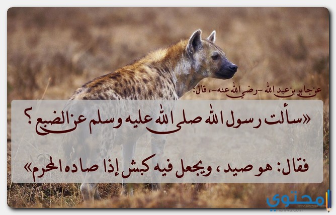 حكم أكل الضبع في الإسلام موقع محتوى