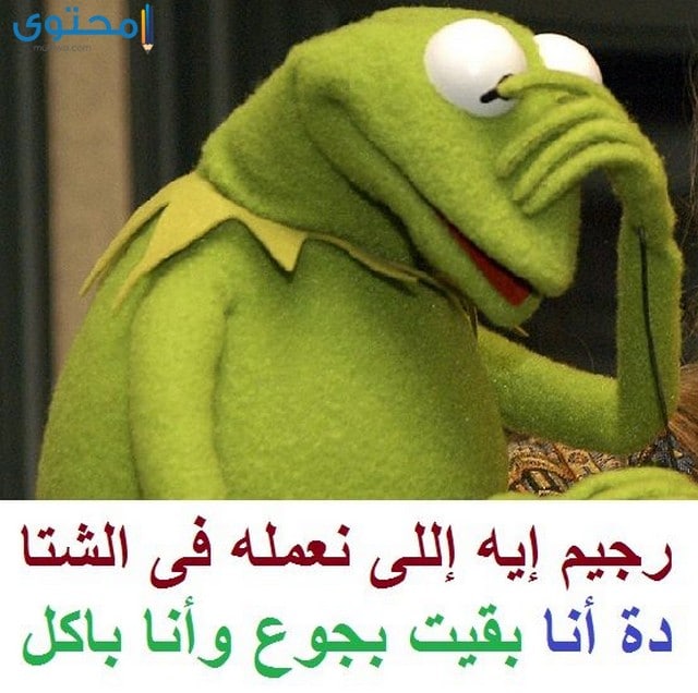 صور الضفدع كيرميت جديدة موقع محتوى