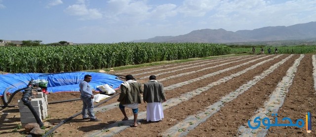 بحث عن الإنتاج الزراعي والسمكي موقع محتوى
