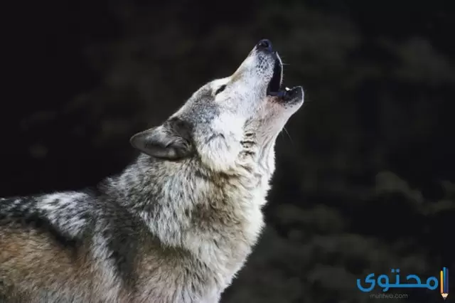 تفسير رؤية الذئب يهاجم في المنام موقع محتوى