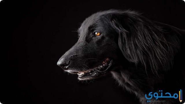 تفسير رؤية الكلب الأسود في المنام لابن سيرين موقع محتوى