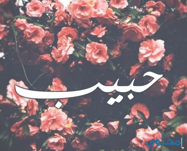 معنى اسم حبيب وحكم التسمية Habib موقع محتوى