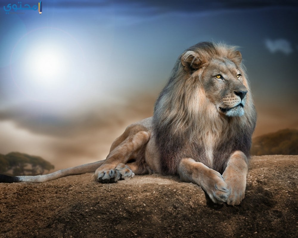 خلفيات نمور واسود