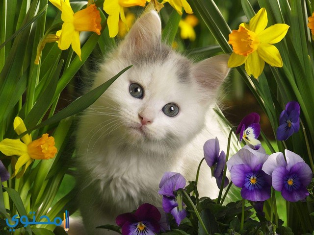 خلفيات واتس روعه