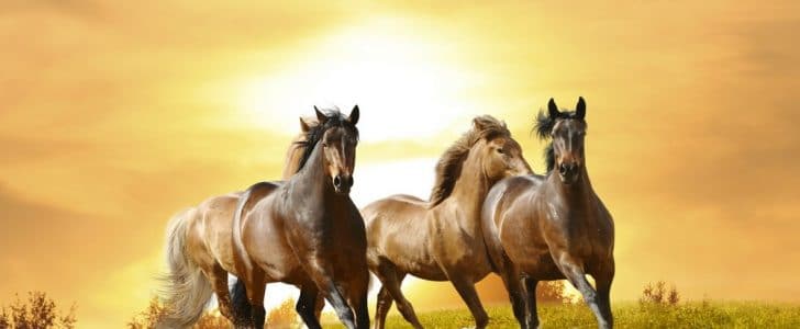 خلفيات وصور خيول عربية أصيلة - موقع محتوى