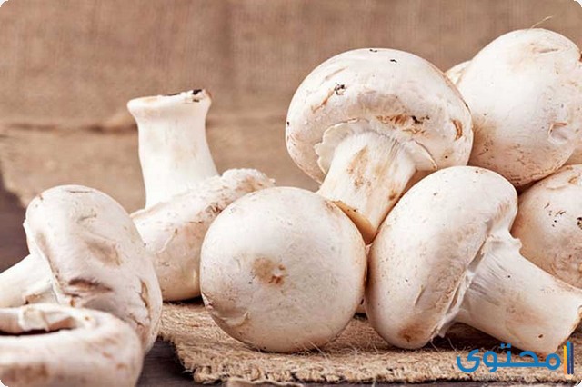 دراسة جدوى مشروع فطر عيش الغراب