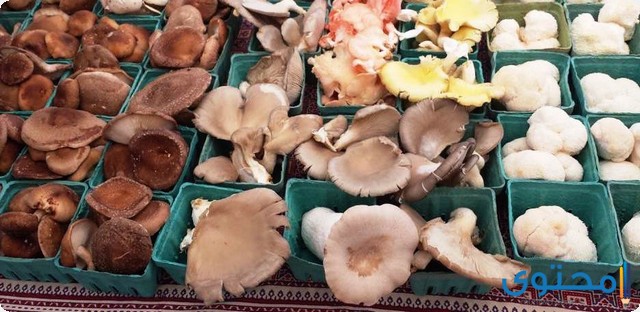 دراسة جدوى مشروع فطر عيش الغراب