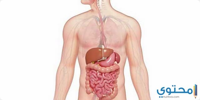 دواعي استخدام عقار دايجست ايزي
