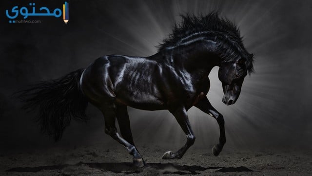 صور حصان 2022 جميل باللون الأبيض والأسود أجمل صور خيول موقع محتوى
