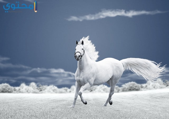 صور حصان 2022 جميل باللون الأبيض والأسود أجمل صور خيول موقع محتوى