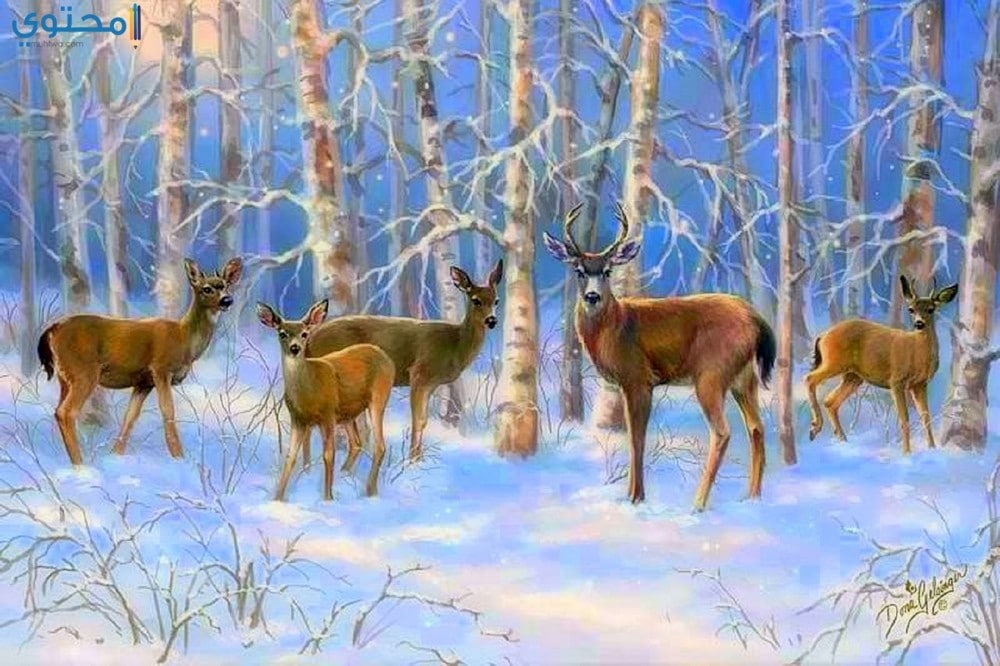 صور وخلفيات غزلان رائعة 