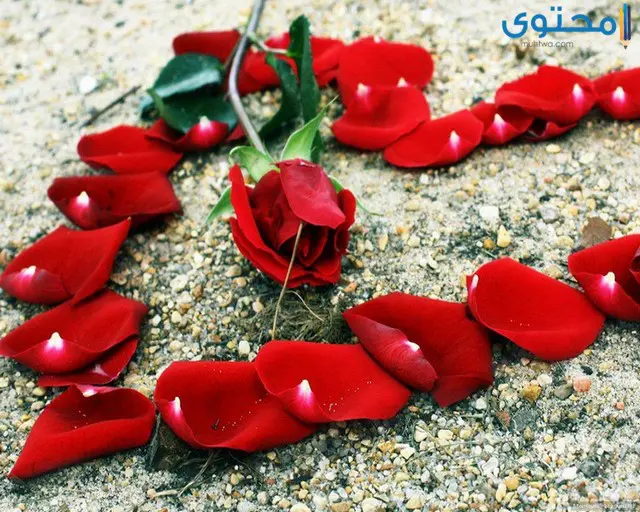 صور للفيس بوك جميلة وحديثة 2021 موقع محتوى