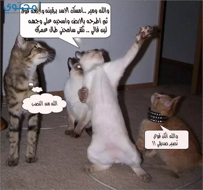 صور قطط حزينة جدا خلفيات Sad Cats موقع محتوى