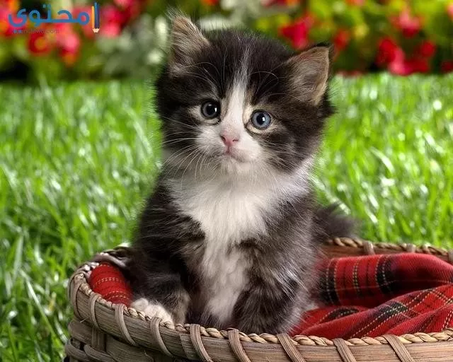 صور قطط 2021 جميلة أحلي خلفيات القطط موقع محتوى
