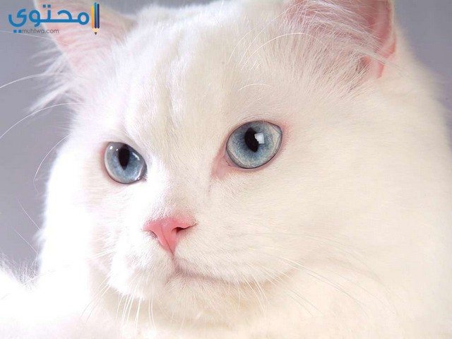 رمزيات وصور قطط 2018