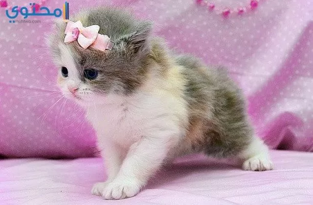 صور قطط 2021 جميلة أحلي خلفيات القطط موقع محتوى