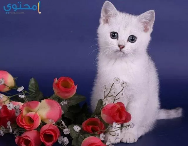 صور قطط 2021 جميلة أحلي خلفيات القطط موقع محتوى