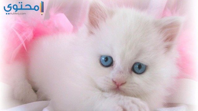 سوء فهم ميداني مسار تصادمي خلفيات قطط Cute Guillotinpoilvet Com