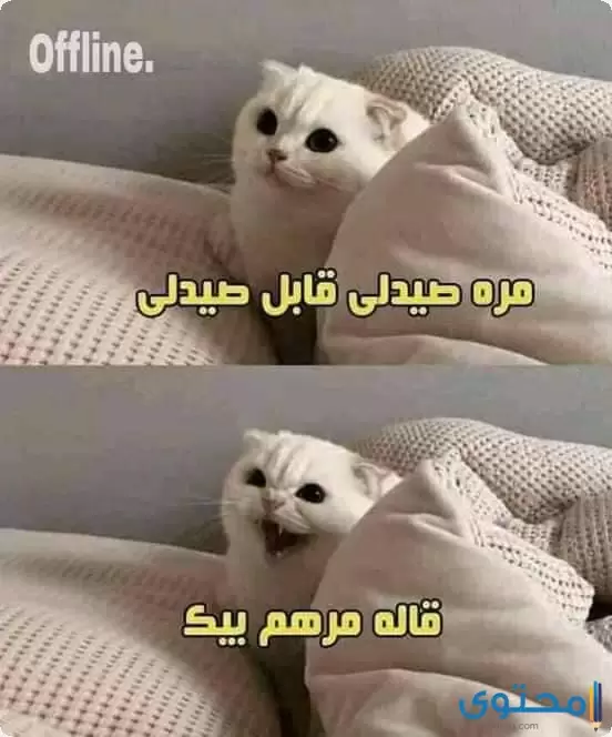 أفضل 400 نكتة من نكت مضحكة جدا 2022 موقع محتوى