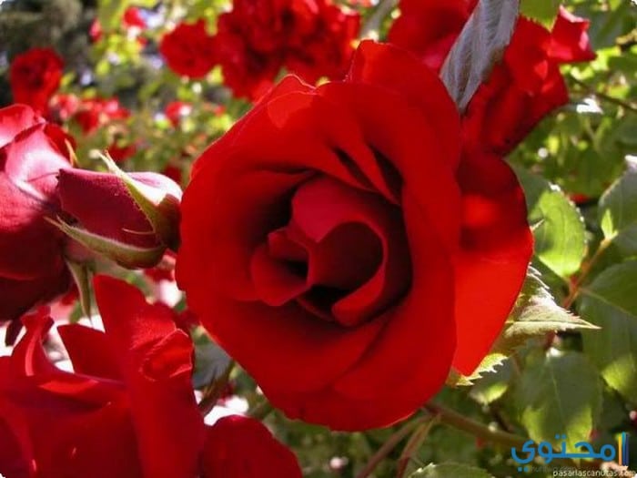 خلفيات ورود حمراء ورود جميلة Al Ilmu 12