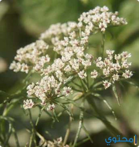 فوائد واضرار عشبة النخوة موقع محتوى