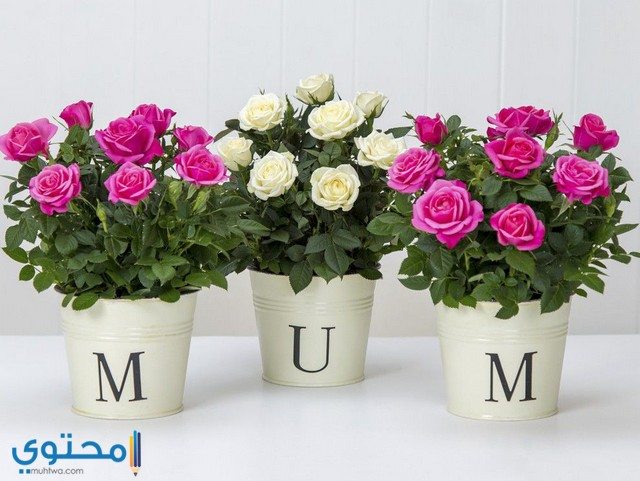 حكم الأحتفال بعيد الأم