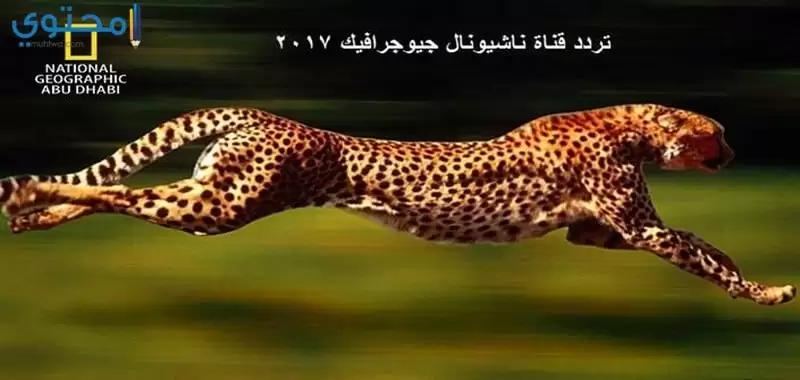 شرائح لحم أثر الزوج تردد قنوات الحيوانات على النايل سات Mascherinemonousominsan Com