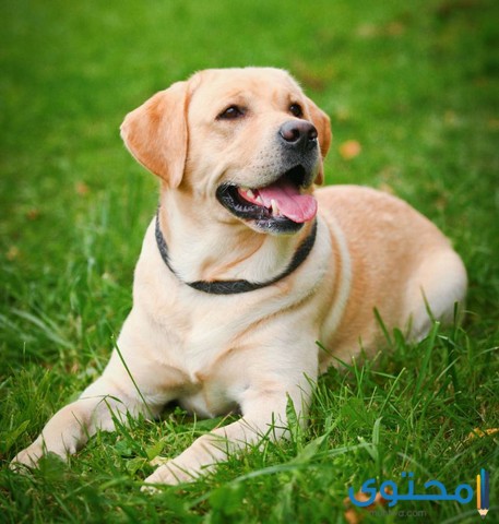 معلومات وصور عن كلب لابرادور Labrador ومواصفاته موقع محتوى