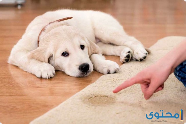 ميكروفون ندى إخفاء افضل سن لتدريب الكلاب Ckleroderosbo Com
