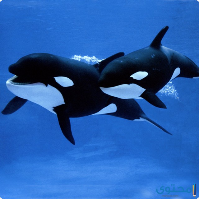 My Image 42