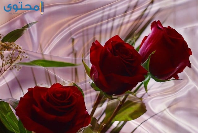 ورود رومانسية أجمل ورود الحب في العالم
