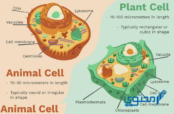 الخلايا النباتية عن الخلايا الحيوانية