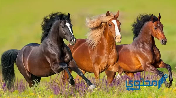 أجمل أسماء خيول أنثى عربية وإنجليزية ومعانيها