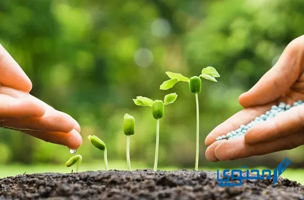 يسمى الجزء الذكري في الزهرة بماذا؟