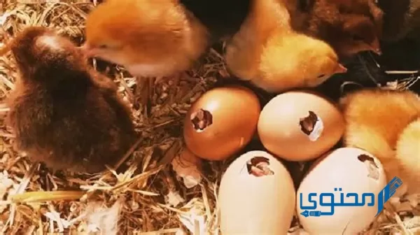 ينمو الجنين الصغير داخل البيضة لمدة 21 يومًا قبل أن