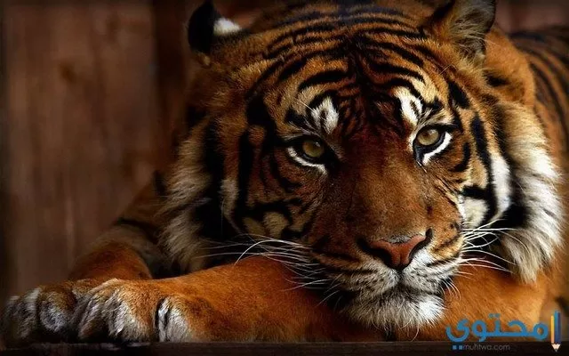 خلفيات وصور نمور Tigers Hd موقع محتوى