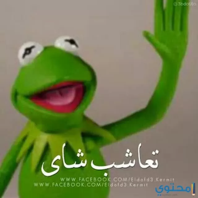 اجمل صور الضفدع كيرميت 1441 موقع محتوى