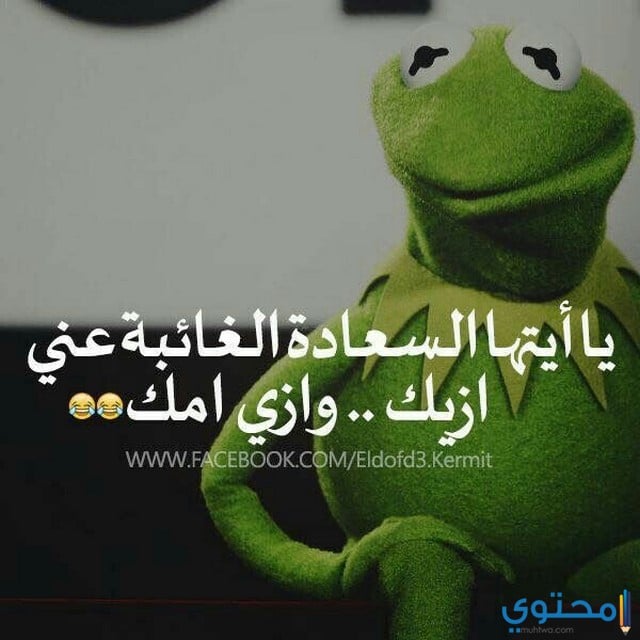 اجمل صور الضفدع كيرميت 1441 موقع محتوى
