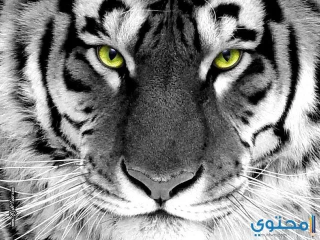 خلفيات وصور نمور Tigers Hd موقع محتوى