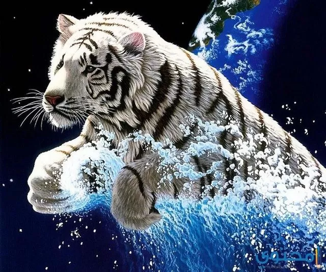 خلفيات وصور نمور Tigers Hd موقع محتوى