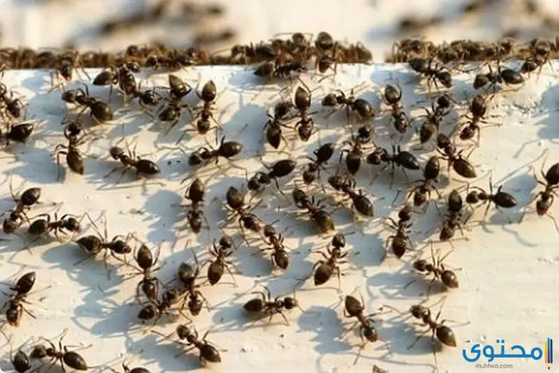 اسباب ظهور النمل في المنزل