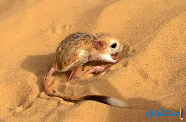 معلومات عن اليربوع