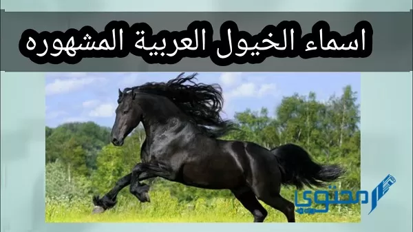 أسماء خيول أنثى عربية وإنجليزية ومعانيها