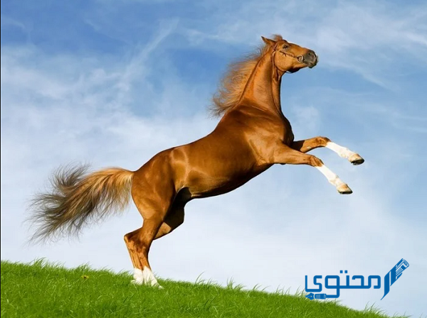 أسماء خيول عربية أصيلة مع معانيها