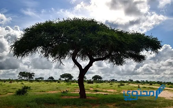 من النباتات المعمرة في وطني المملكة العربية السعودية